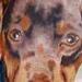 Tattoos - dog portrait - 58994